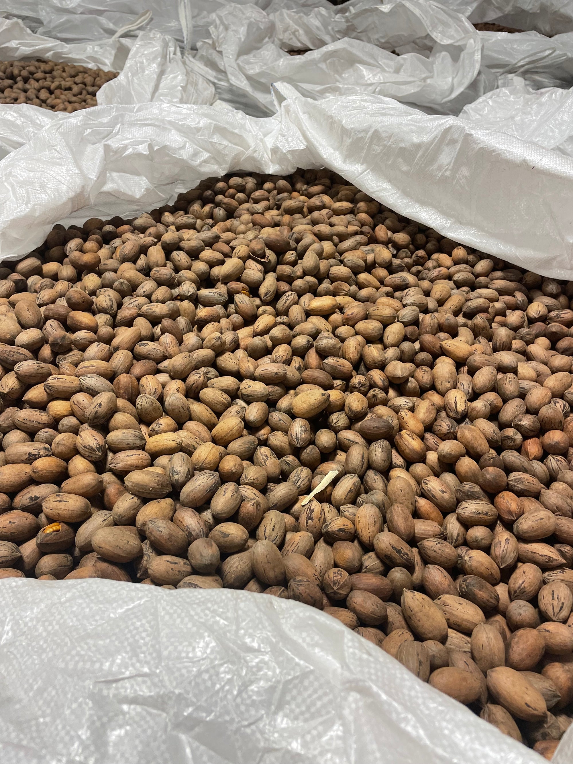 Georgia pecans unshelled