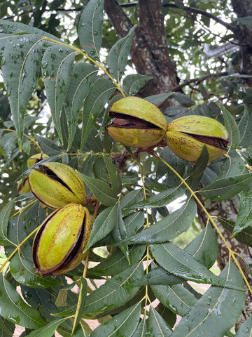 Why we're doing this: Pecans & Sustainability